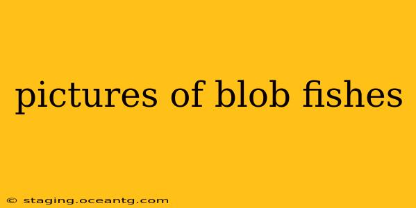 pictures of blob fishes