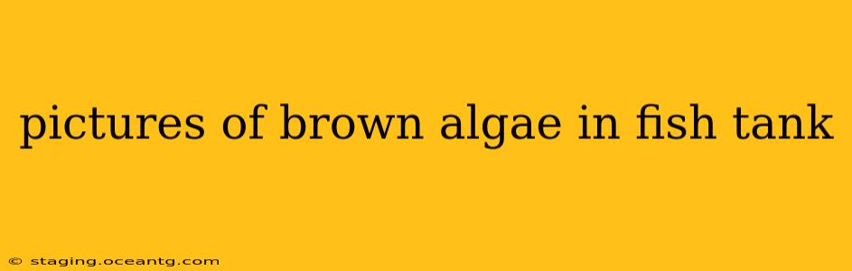 pictures of brown algae in fish tank