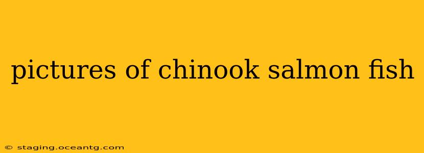 pictures of chinook salmon fish