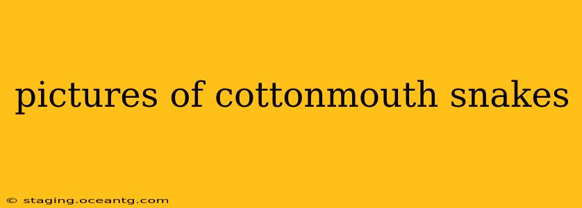 pictures of cottonmouth snakes