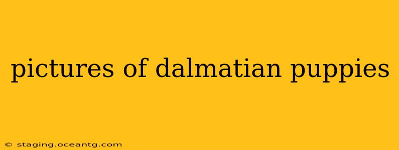 pictures of dalmatian puppies