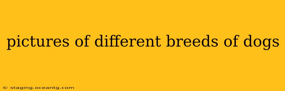 pictures of different breeds of dogs