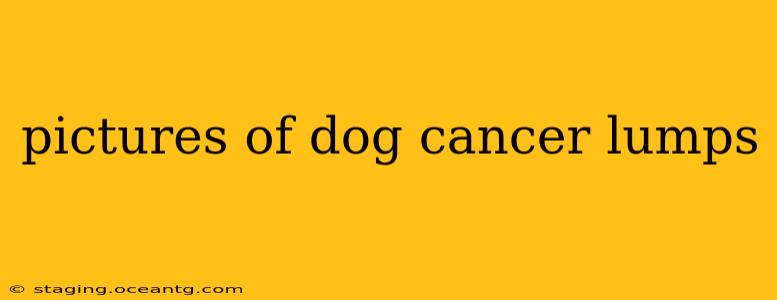 pictures of dog cancer lumps