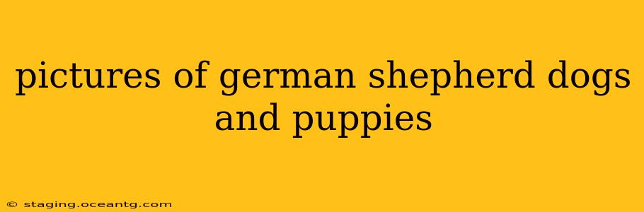 pictures of german shepherd dogs and puppies