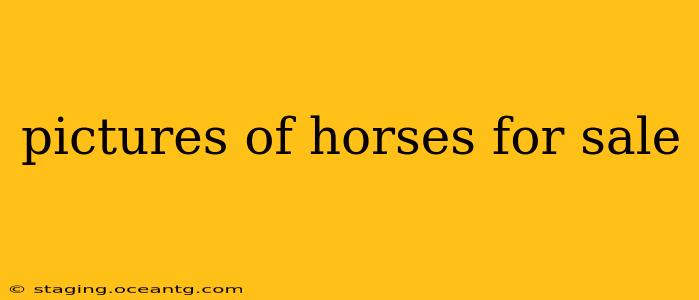 pictures of horses for sale