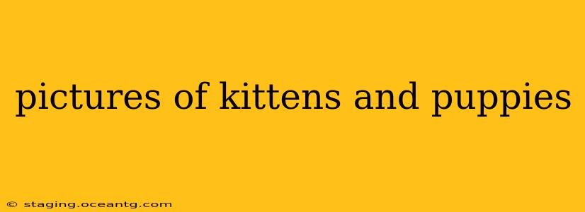 pictures of kittens and puppies