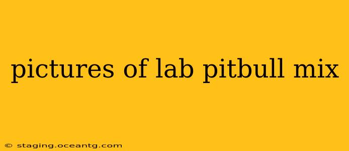 pictures of lab pitbull mix