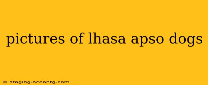 pictures of lhasa apso dogs