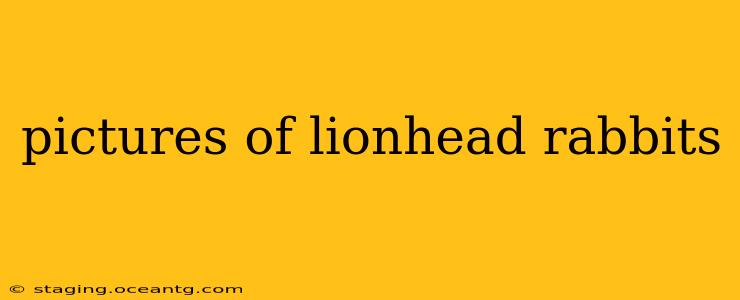 pictures of lionhead rabbits