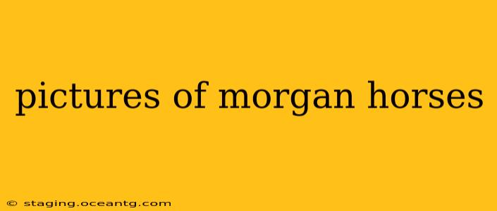pictures of morgan horses