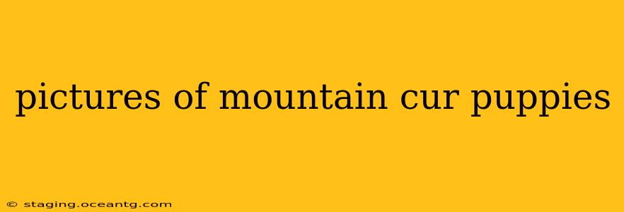 pictures of mountain cur puppies