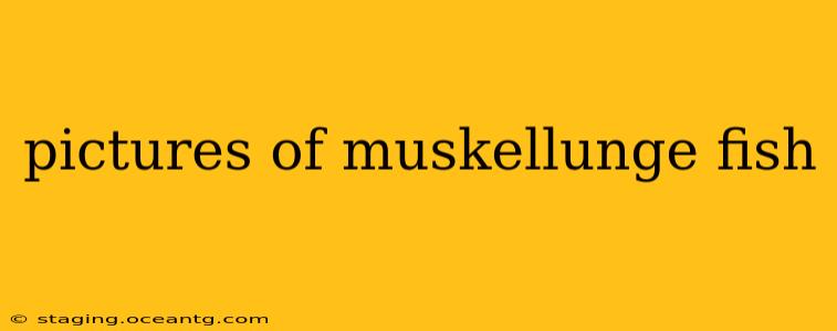 pictures of muskellunge fish