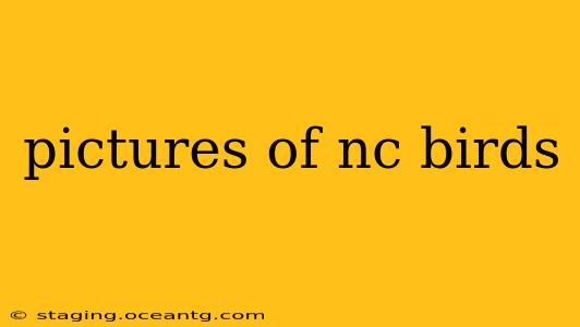 pictures of nc birds