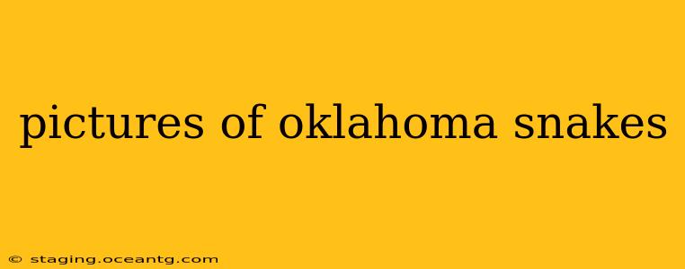 pictures of oklahoma snakes