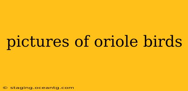 pictures of oriole birds