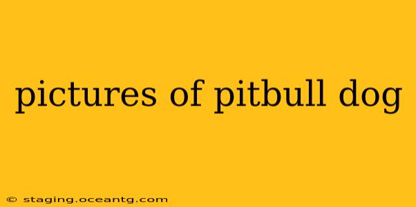 pictures of pitbull dog