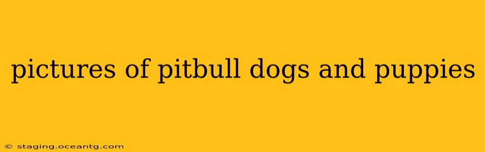 pictures of pitbull dogs and puppies