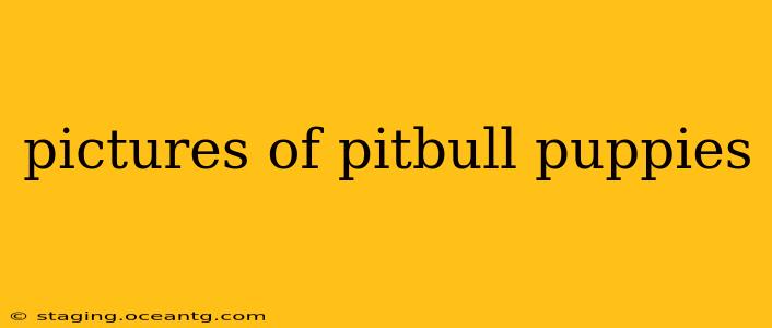 pictures of pitbull puppies