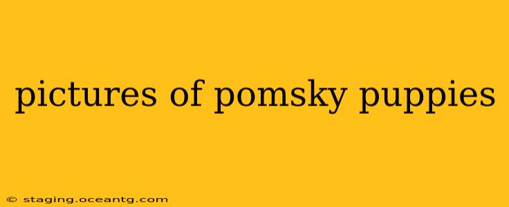 pictures of pomsky puppies