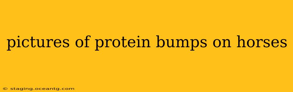 pictures of protein bumps on horses