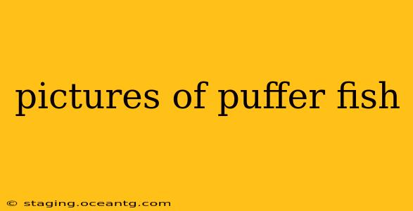 pictures of puffer fish