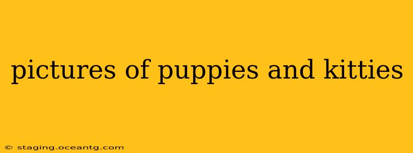 pictures of puppies and kitties