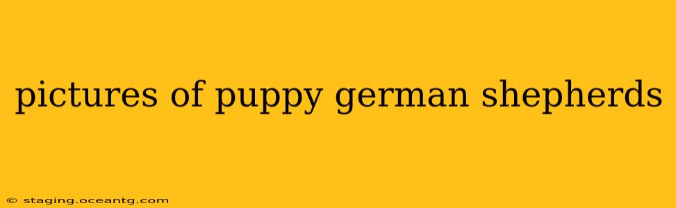 pictures of puppy german shepherds