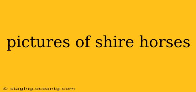 pictures of shire horses