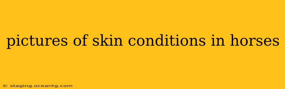 pictures of skin conditions in horses