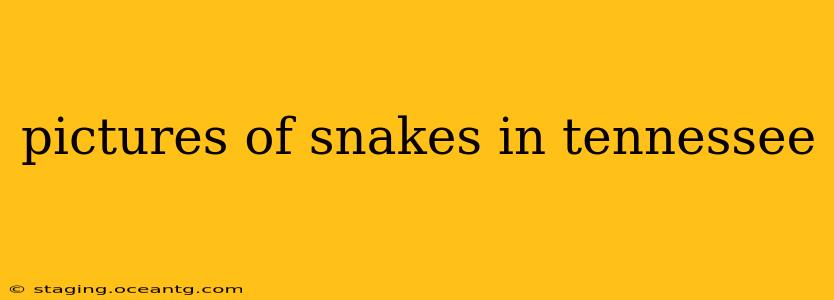 pictures of snakes in tennessee