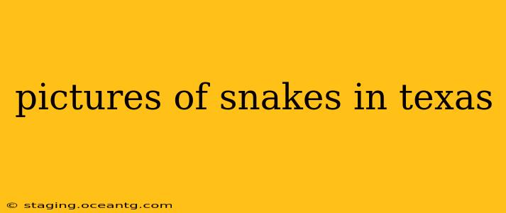 pictures of snakes in texas
