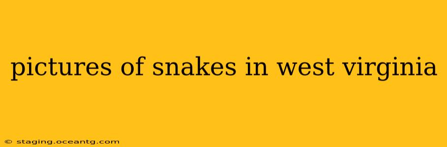 pictures of snakes in west virginia
