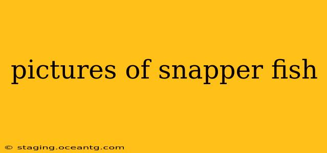 pictures of snapper fish