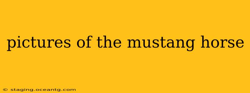 pictures of the mustang horse