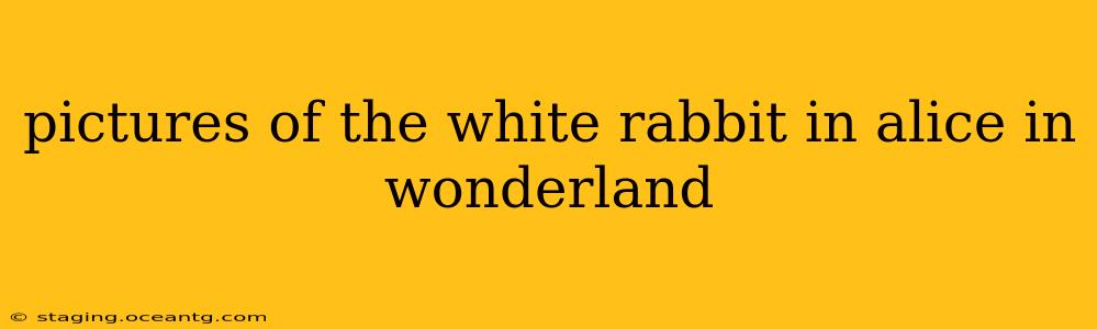 pictures of the white rabbit in alice in wonderland