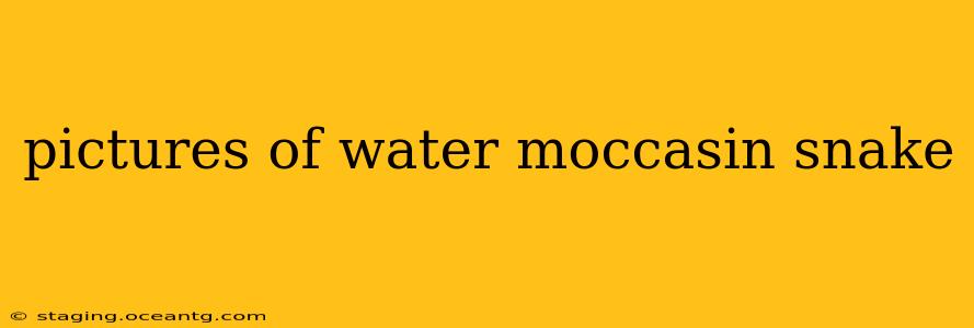 pictures of water moccasin snake