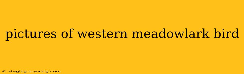 pictures of western meadowlark bird