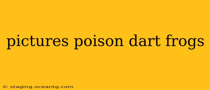 pictures poison dart frogs