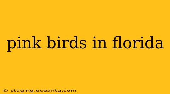 pink birds in florida