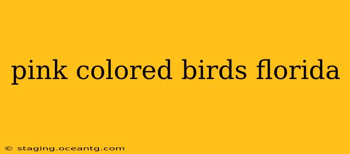 pink colored birds florida