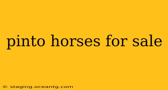pinto horses for sale