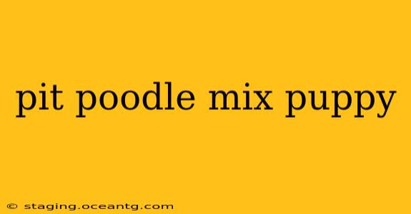 pit poodle mix puppy