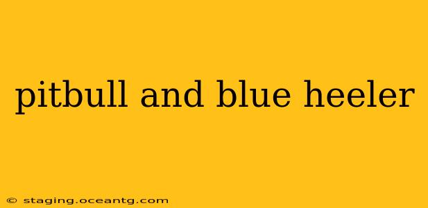 pitbull and blue heeler