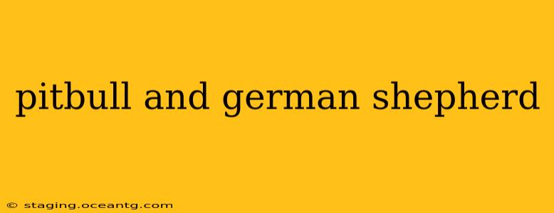 pitbull and german shepherd