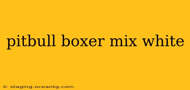 pitbull boxer mix white
