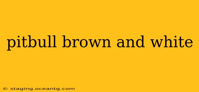pitbull brown and white