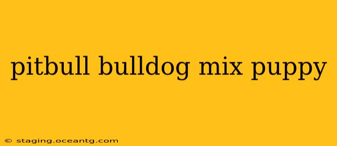 pitbull bulldog mix puppy