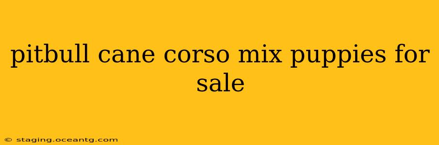 pitbull cane corso mix puppies for sale