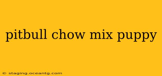 pitbull chow mix puppy