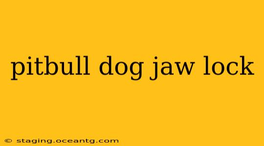 pitbull dog jaw lock